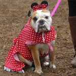 howloween-2019-Dog-1