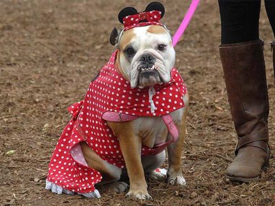 howloween-2019-Dog-1